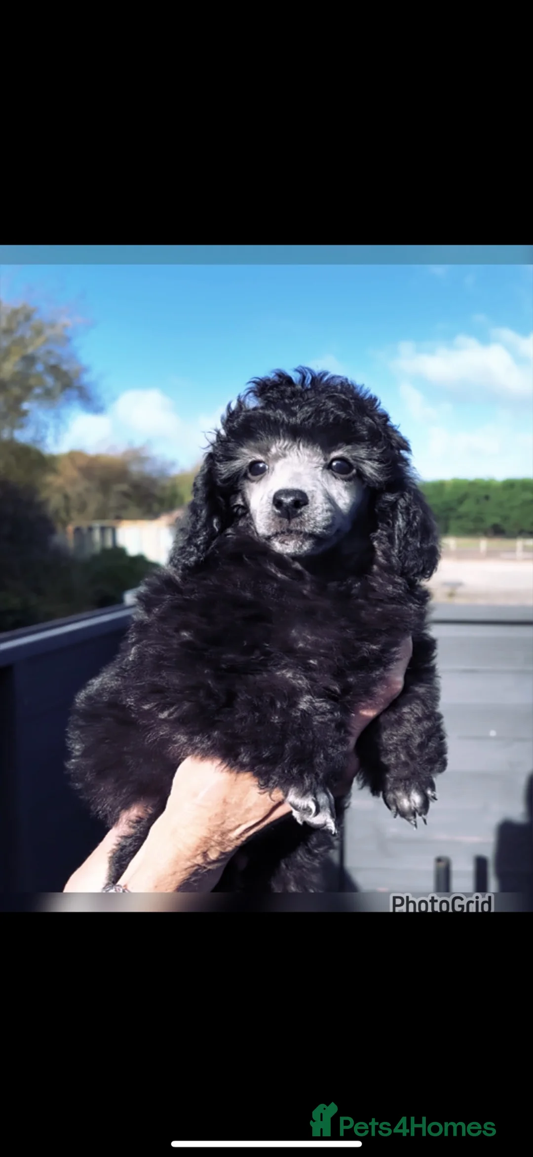 Miniature Poodle dogs for sale: One last boy left in this fabulous litter  - Advert 1