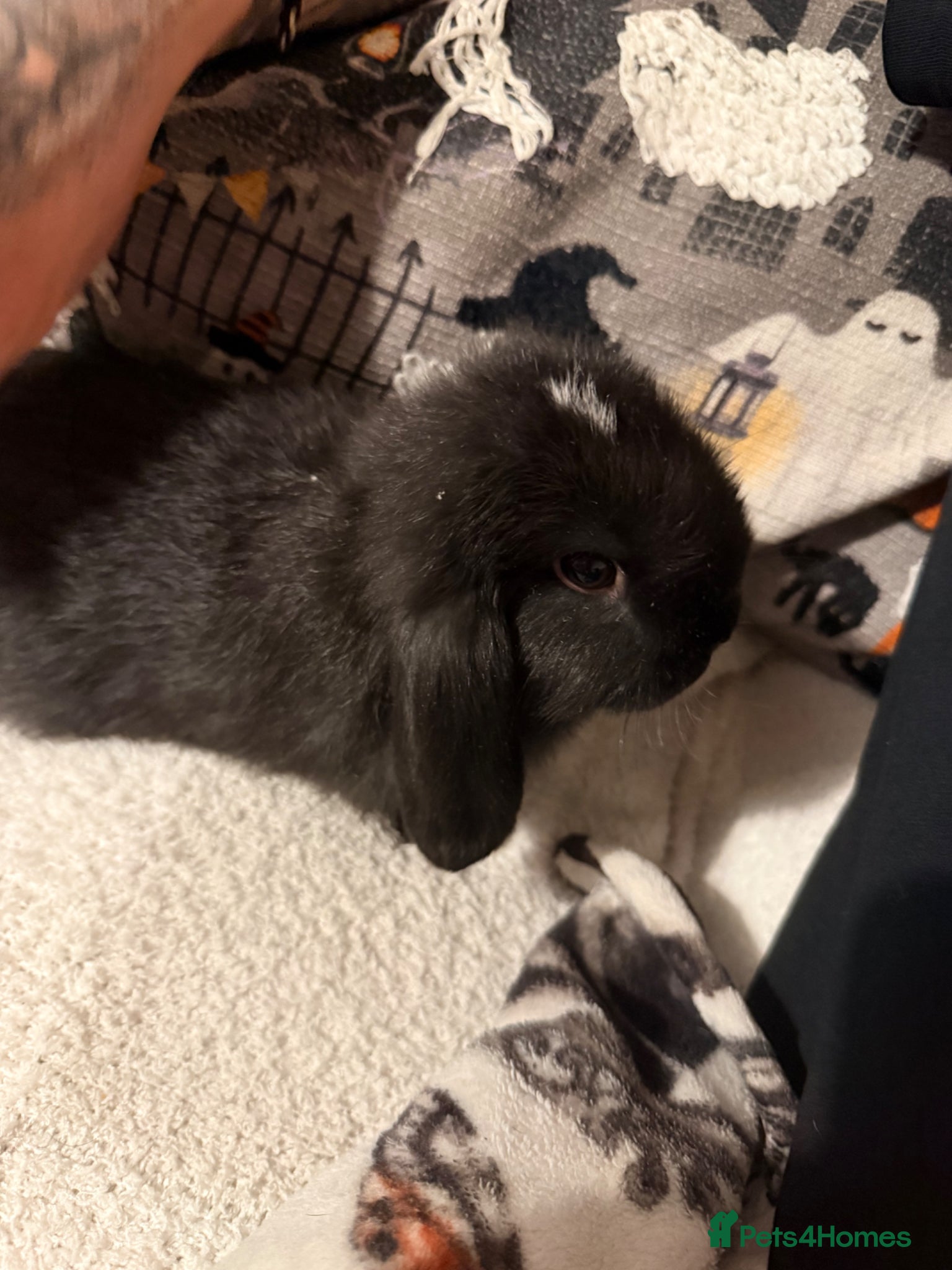 Mini Lop rabbits 3 beautiful Mini Lop Doe’s - Advert 1