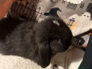 Mini Lop rabbits 3 beautiful Mini Lop Doe’s - Advert 1