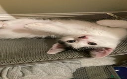 Mixed Breed cats for sale: Cute kitten  - Image 1