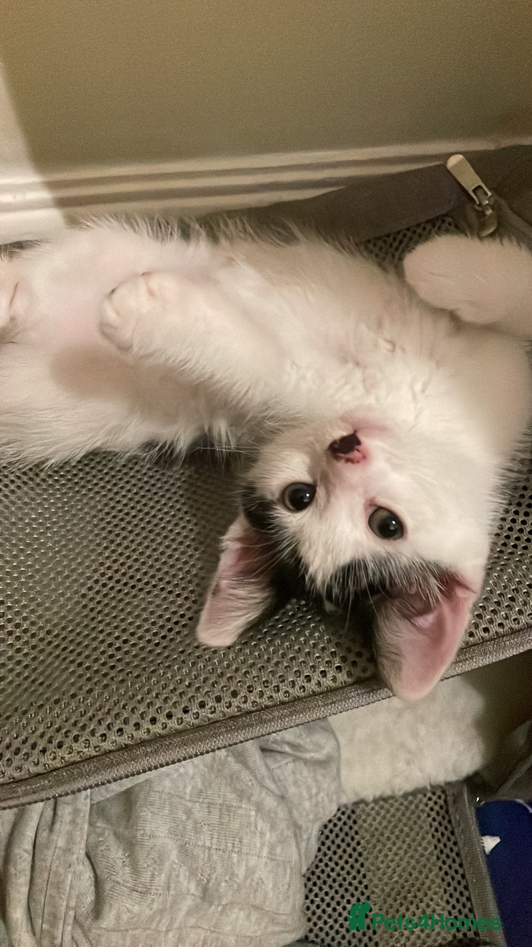 Mixed Breed cats for sale: Cute kitten  - Image 1