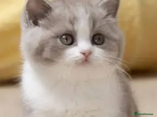 British Shorthair cats GCCF Bi-colour kittens with blue eyes - Advert 18