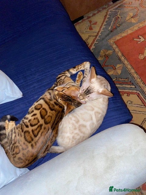 Bengal cats Beautiful Bengal Kittens For Sale  - Advert 2
