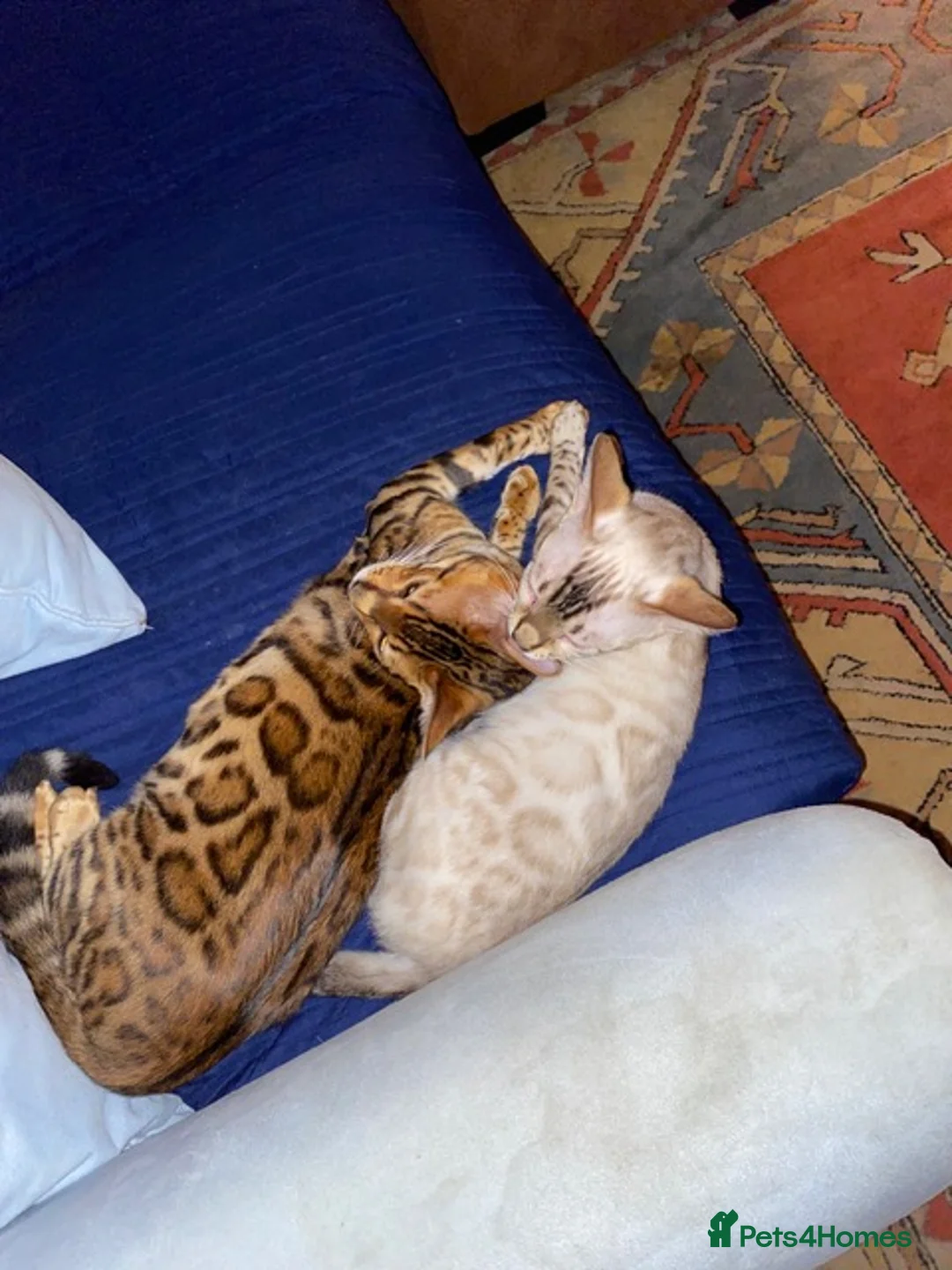 Bengal cats for sale: Beautiful Bengal Kittens For Sale  - Advert 2