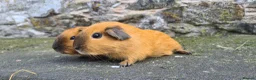 Guinea Pig rodents for sale: Californian male guinea pigs  - Advert 4