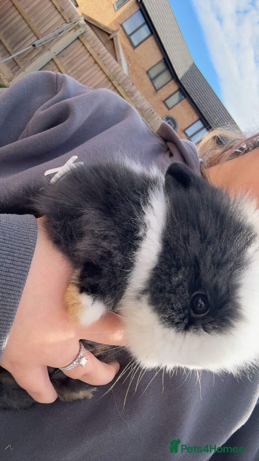 Mini Lion Lop rabbits for sale: Two mini lion lops - Image 3