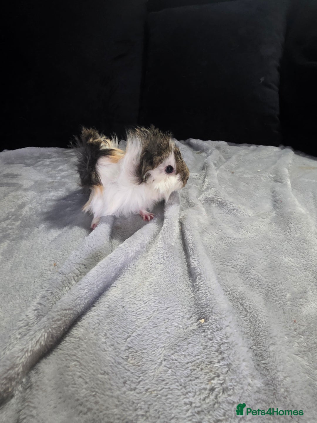 Guinea Pig rodents for sale: Baby Guinea pigs  - Advert 5