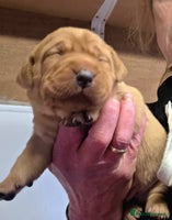 Labrador Retriever dogs - Advert 2