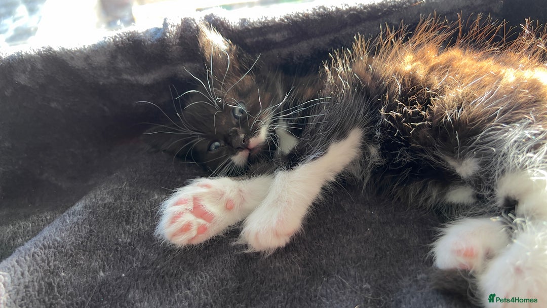 Mixed Breed cats for sale: siamese x siberian tuxedo kittens - Advert 12