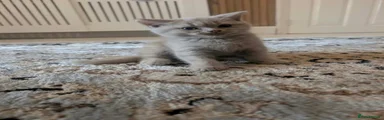 British Shorthair 2