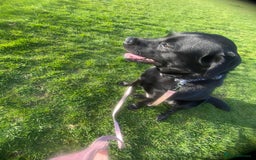 Labrador Retriever dogs for sale: 16 month old female Labrador retriever for sale - Image 3