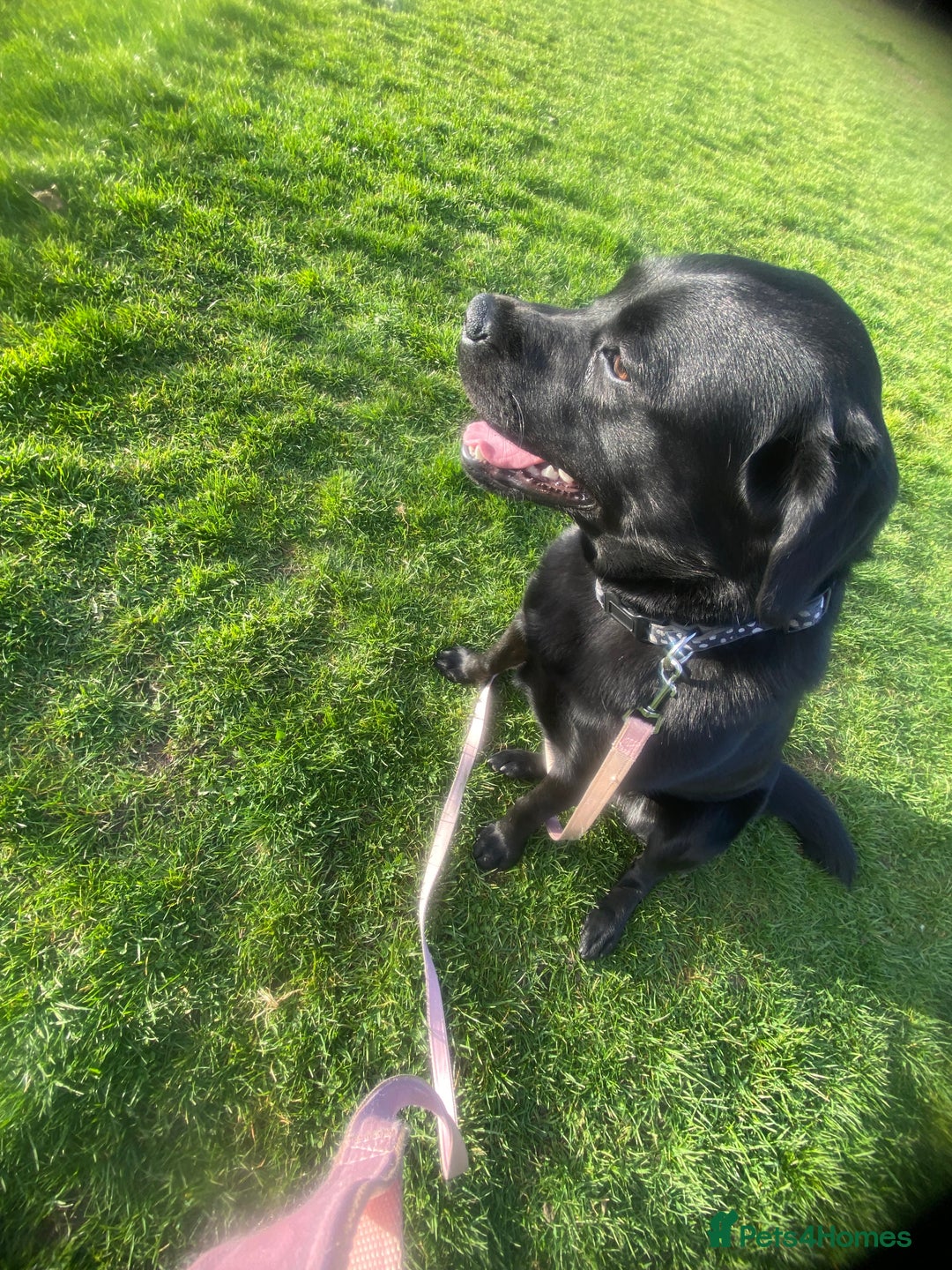 Labrador Retriever dogs for sale: 16 month old female Labrador retriever for sale - Image 3