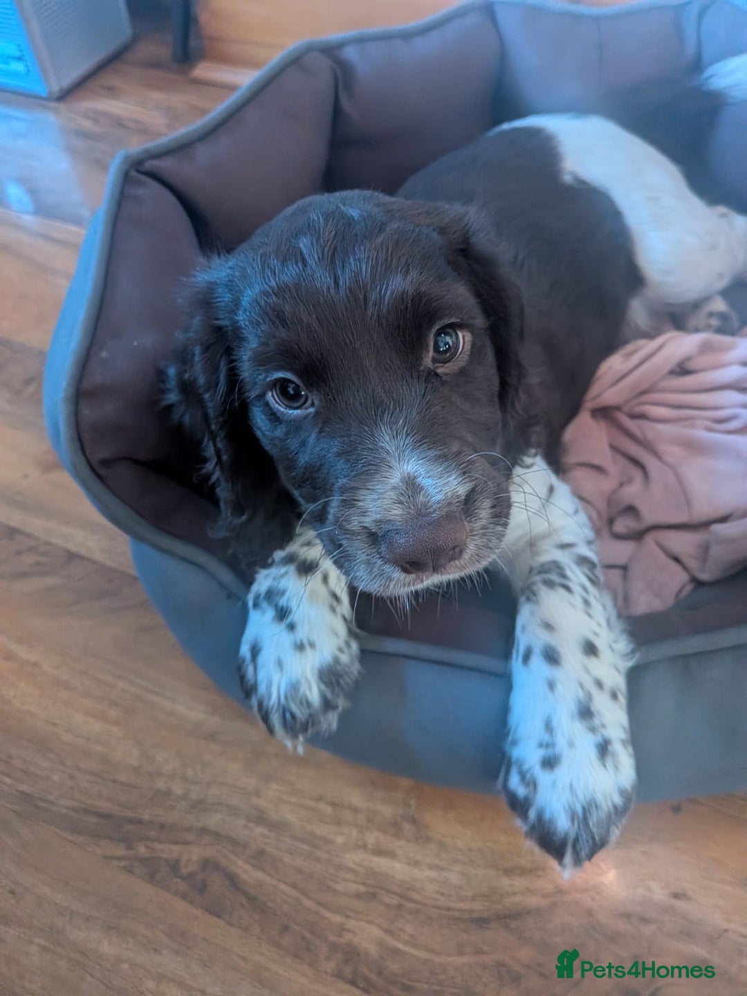 Cocker Spaniel dogs for sale: Cocker spaniels  - Advert 7