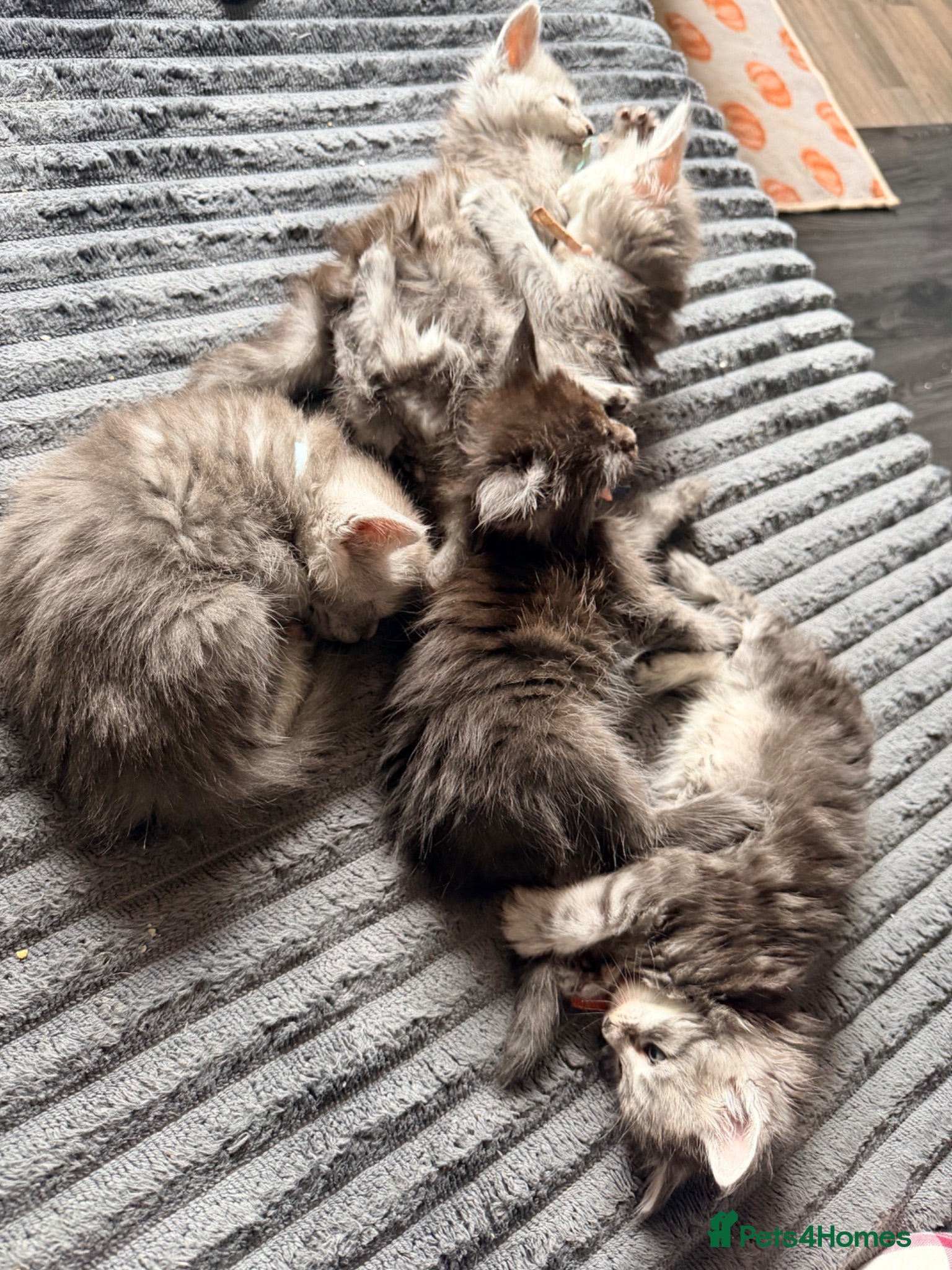 Maine Coon cats TICA Registered Maine Coon Kittens - Advert 6