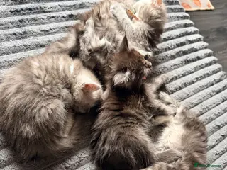 Maine Coon cats TICA Registered Maine Coon Kittens - Advert 6