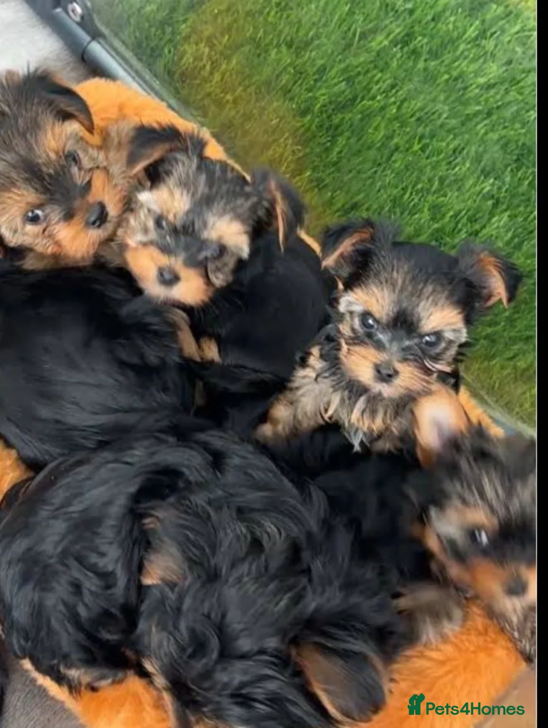 Yorkshire Terrier dogs for sale: Amazing Yorkshire Terrier puppies  in London - Advert 1