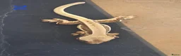 Gecko reptiles for sale: 💞 5 crested gecko babies🤩 for sale prices vary. - Advert 23