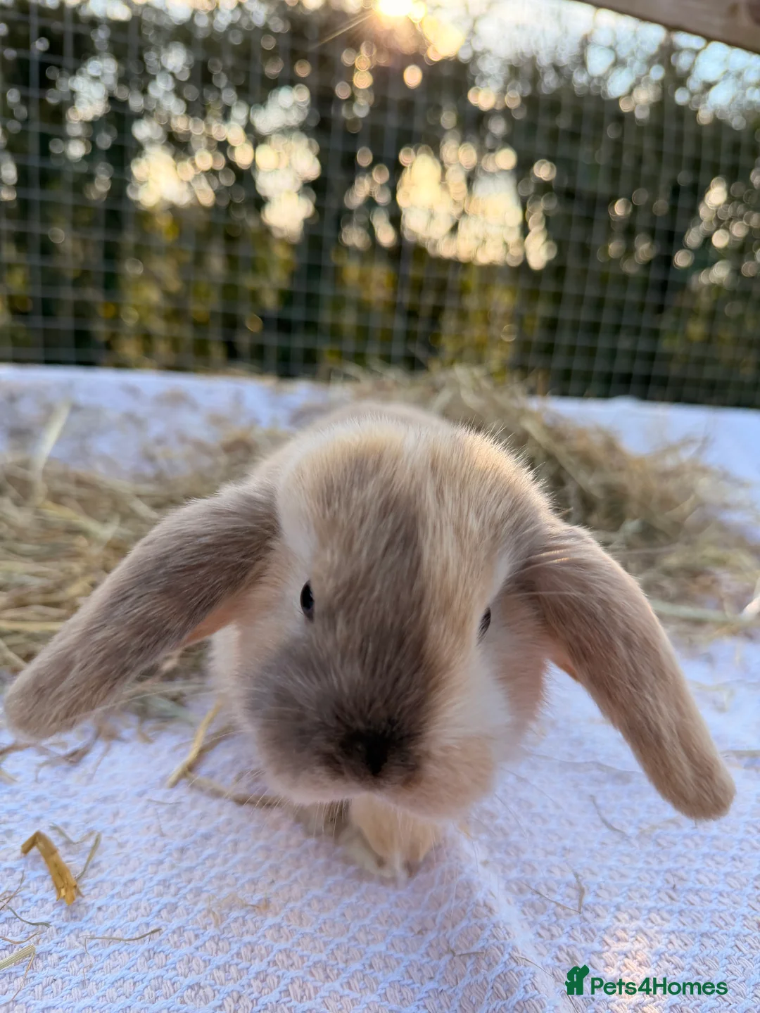 Mini Lop rabbits for sale: Gorgeous mini Lop babies  - Advert 20