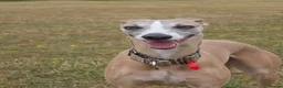 Whippet dogs for stud: KC registered pedigree Whippet male for stud in Markfield - Advert 3
