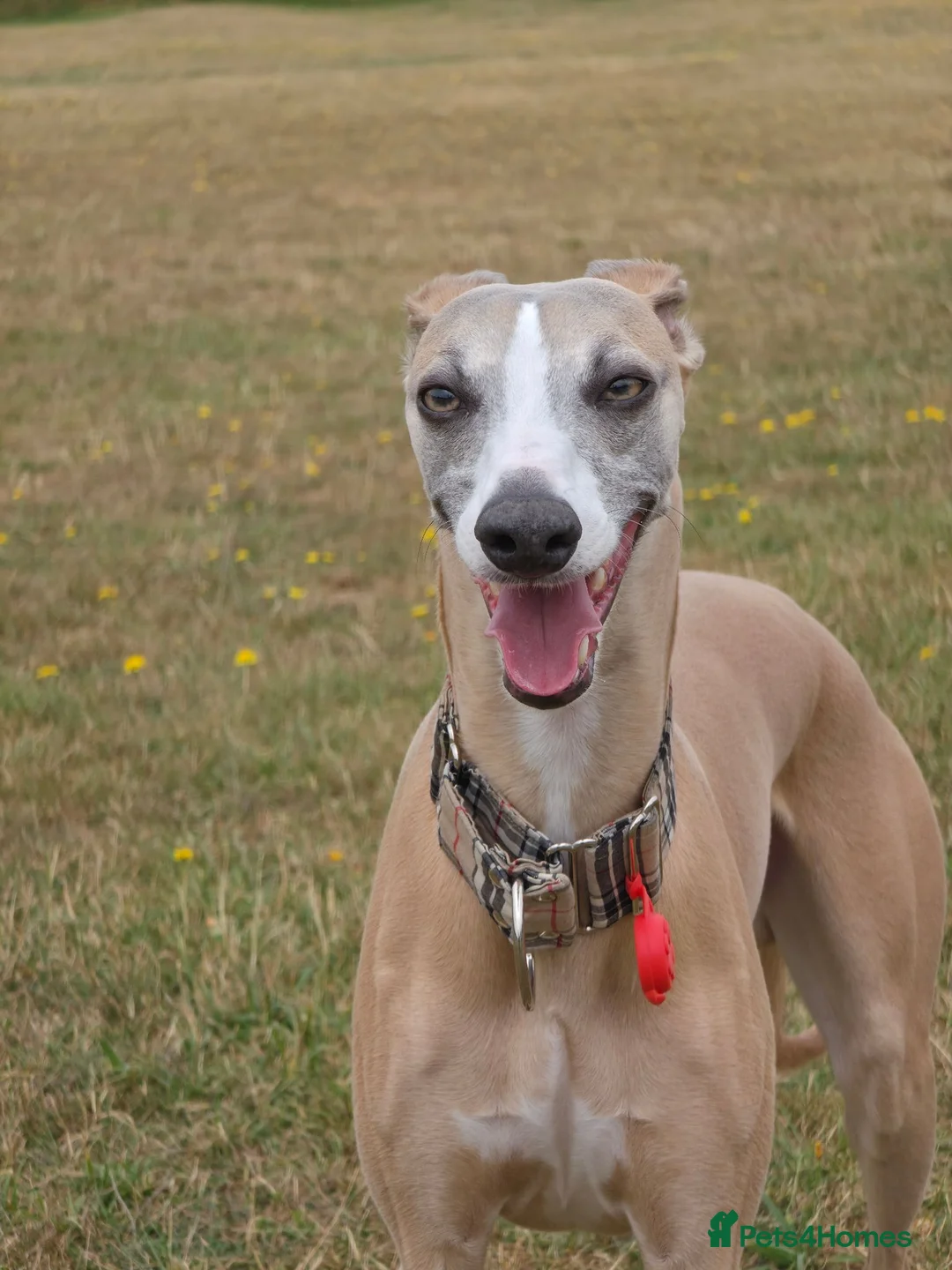 Whippet dogs for stud: KC registered pedigree Whippet male for stud in Markfield - Advert 3