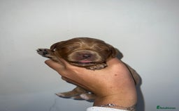 Cockapoo dogs for sale: 🐾 F1 Cockapoo Puppies 🐾 - Image 3