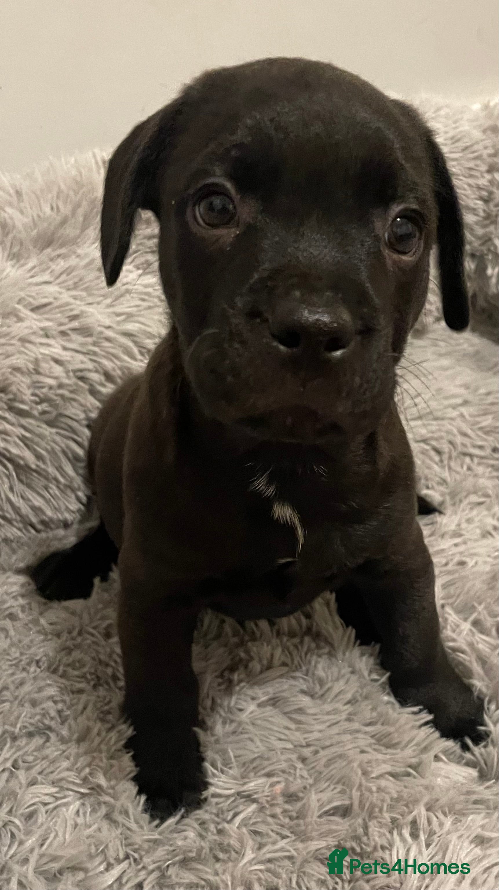 Mixed Breed dogs READY FOR THERE FOREVER HOMES 1 GIRL & - BOY  - Advert 8