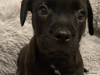 Mixed Breed dogs READY FOR THERE FOREVER HOMES 1 GIRL & - BOY - Advert 7