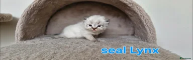 Ragdoll Kitten 5