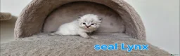 Ragdoll cats for sale: Ragdoll Kittens Ready 2nd June  - Advert 4