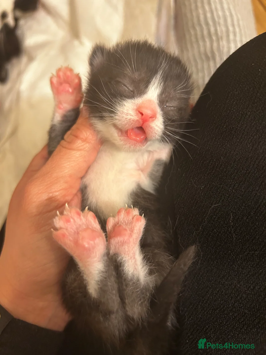 Domestic Shorthair cats for sale: Black and white kittens in Abingdon - Advert 2