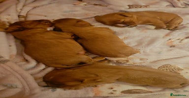 Cavalier King Charles Spaniel dogs Cavalier king charles puppies 32 gen pedigree KC - Advert 4