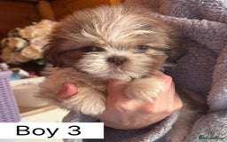 Shih Tzu dogs for sale: Four shih tzu boy puppy’s for sale. - Image 26