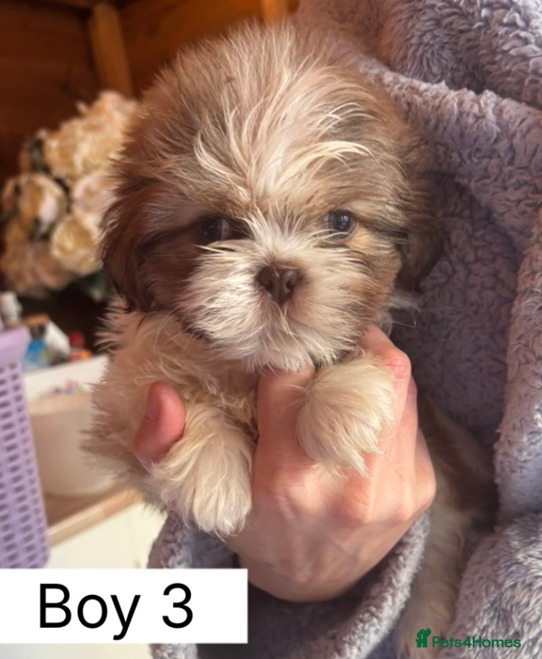 Shih Tzu dogs for sale: Four shih tzu boy puppy’s for sale. - Image 26
