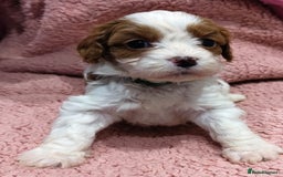 Cavapoo dogs for sale: Amazing quality cavapo litter  - Advert 17
