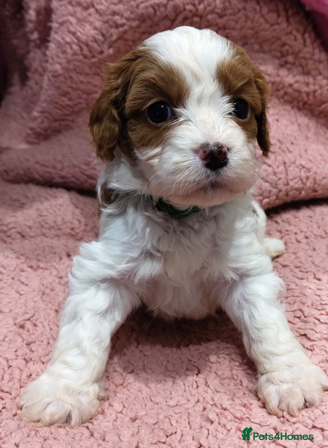 Cavapoo dogs for sale: Amazing quality cavapo litter  - Advert 17