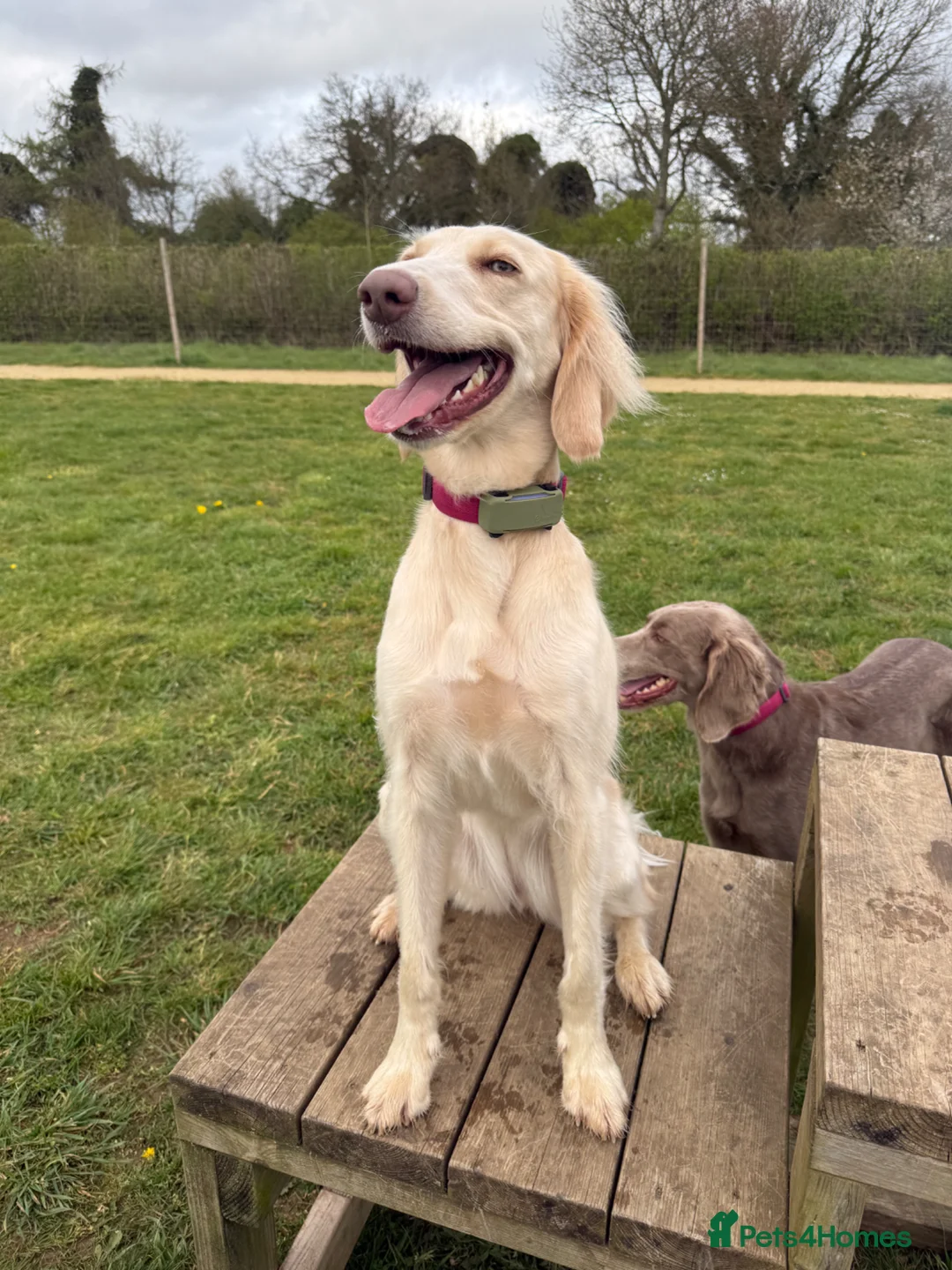 Weimaraner dogs for sale: Looking for the perfect home in Tidworth - Advert 15