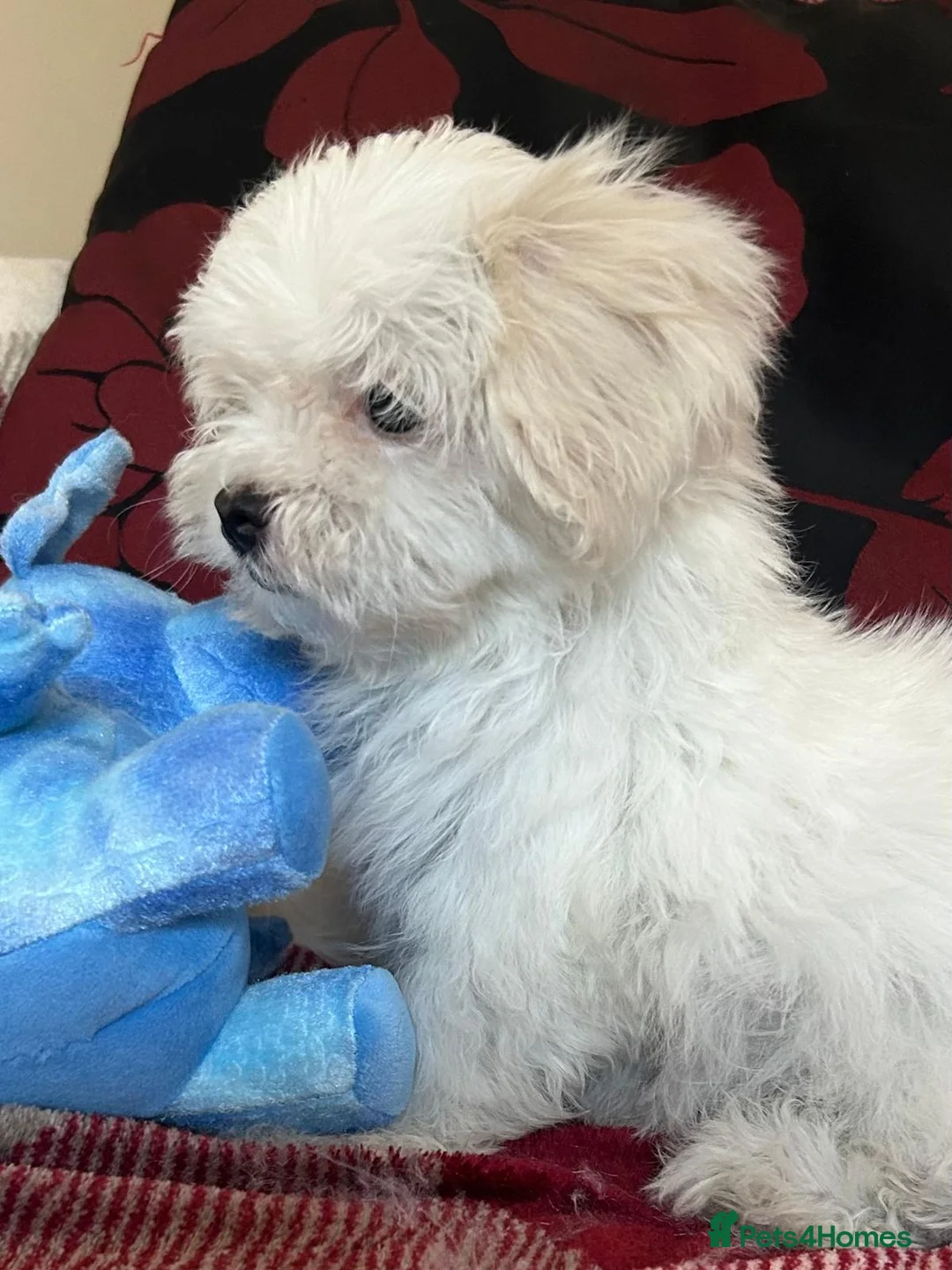 Mixed Breed dogs for sale: shichon x maltese puppies for sale  - Advert 2