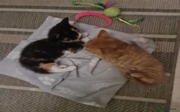 Bengal cats for sale: ** Stunning 😍 2 kittens left ** - Advert 3