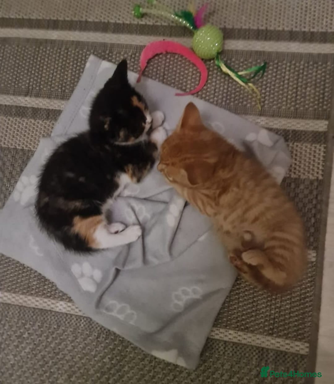 Bengal cats for sale: ** Stunning 😍 2 kittens left ** - Advert 3