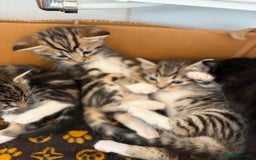 Mixed Breed cats for sale: Mixed Breed Grey and Tabby Kittens - Image 13