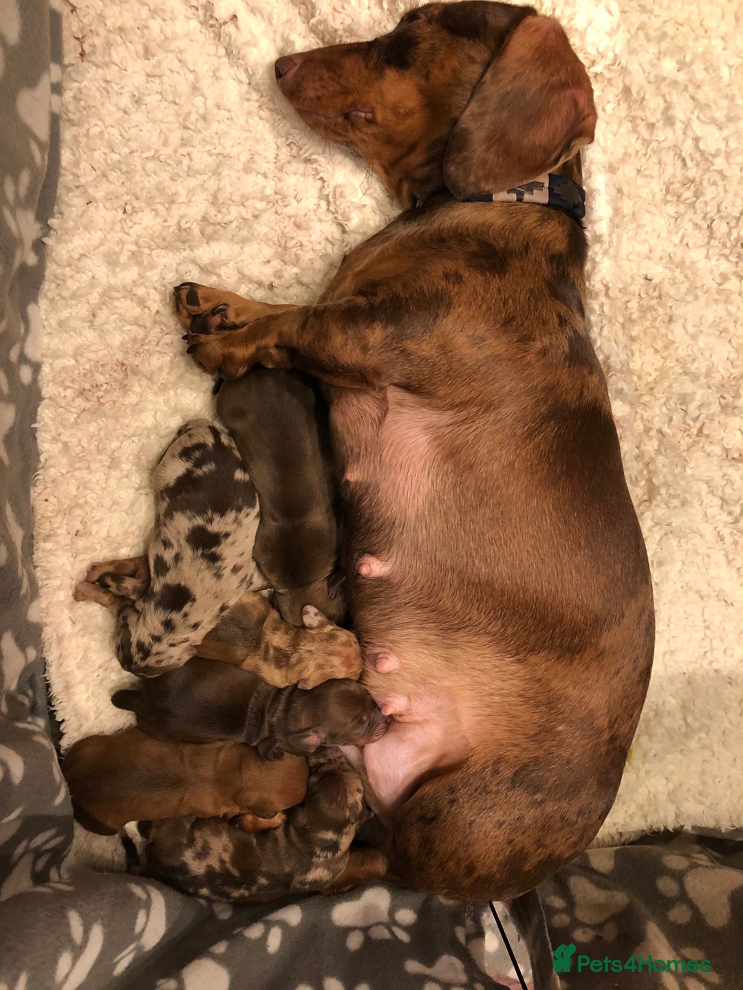 Miniature Dachshund dogs for sale: Smooth Miniature Daschund puppies  - Advert 2