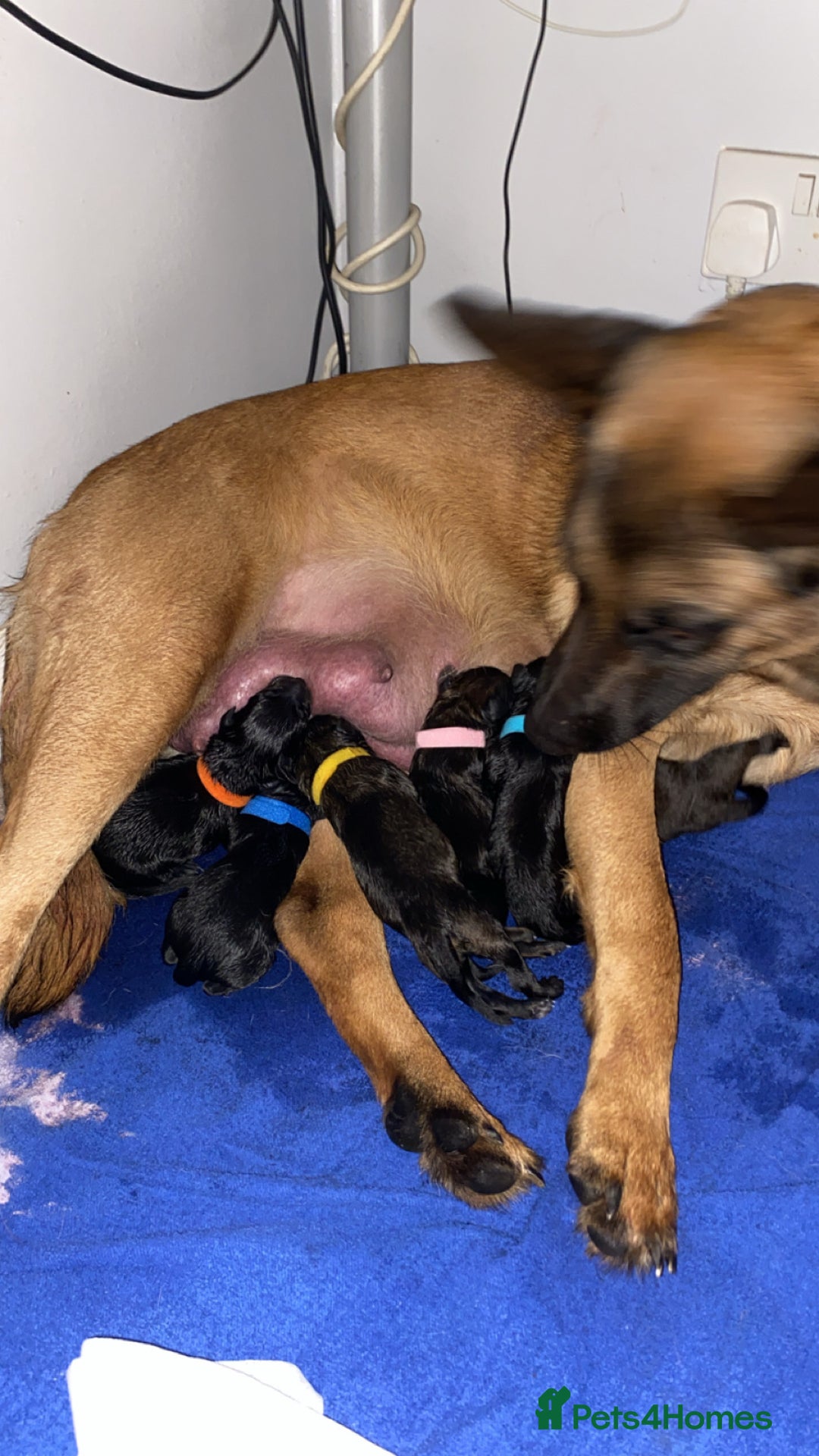 Mixed Breed dogs for sale: Belgian malinois x Labrador puppies  in Kettering - Image 8