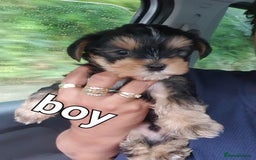 Yorkshire Terrier dogs for sale: Yorkshire pups  - Image 6