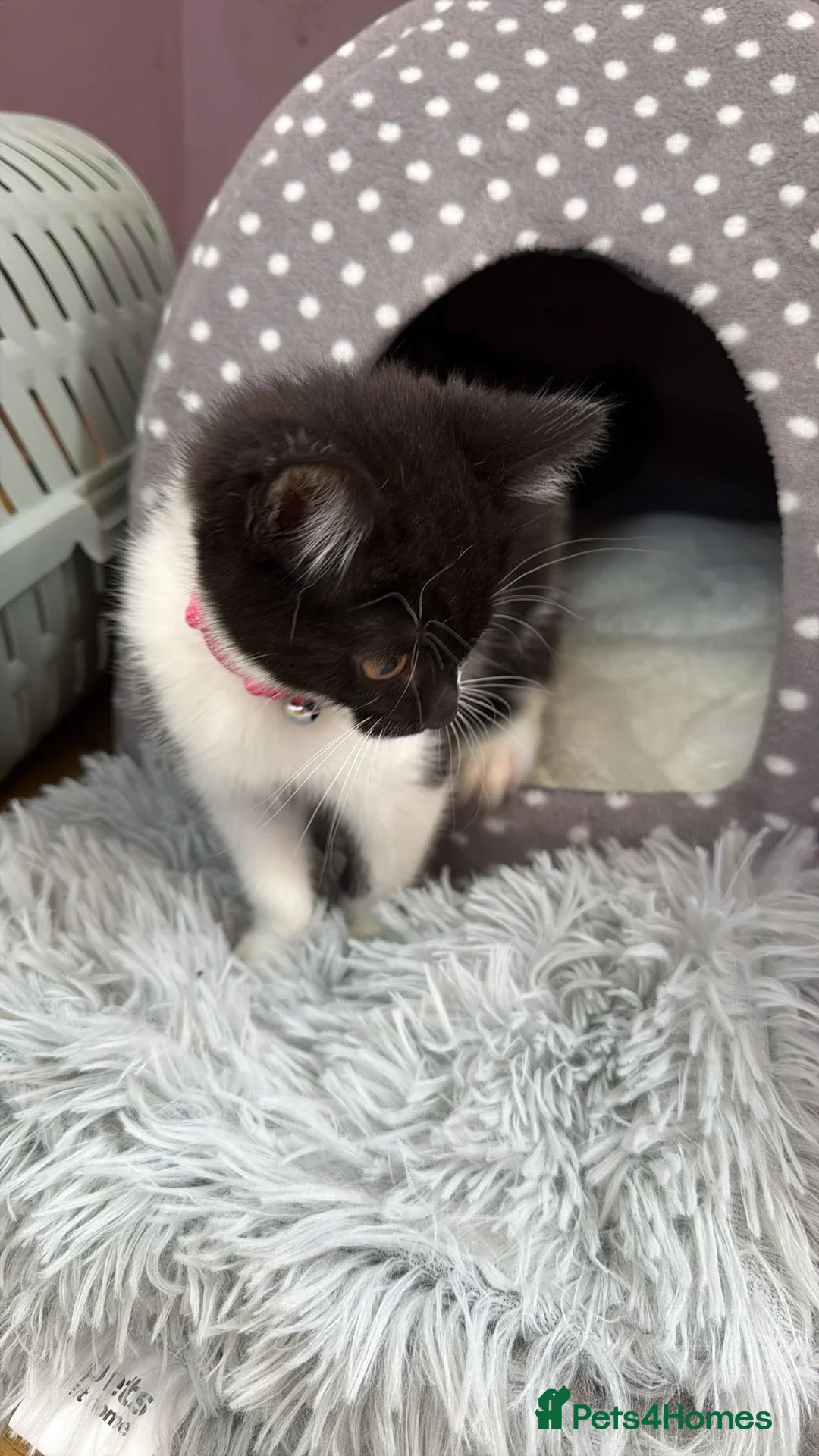 British Shorthair cats for sale: British short hair kitten  - Advert 14