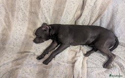 Staffordshire Bull Terrier dogs for sale: Blue staff for sale  - Image 10