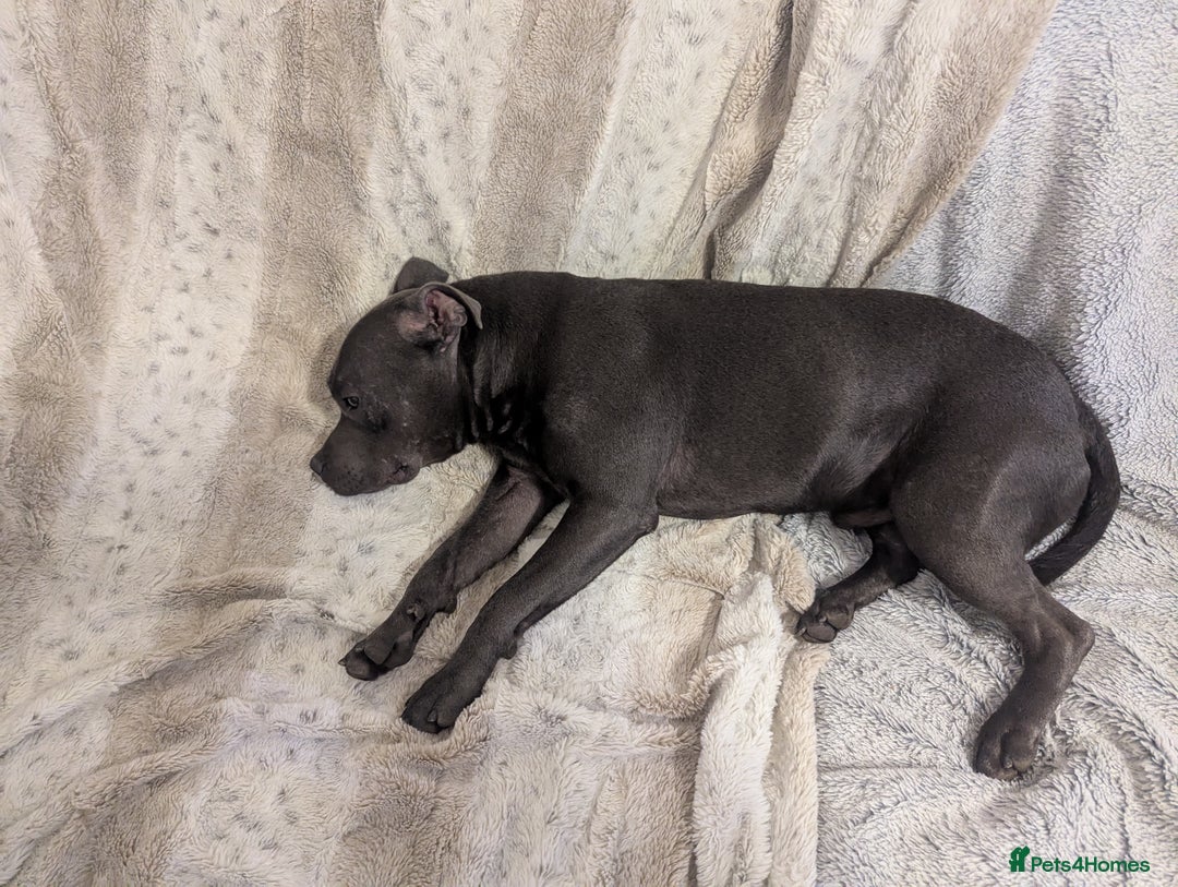 Staffordshire Bull Terrier dogs for sale: Blue staff for sale  - Image 10