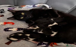 Mixed Breed cats for sale: Looking for forever homes - Image 7