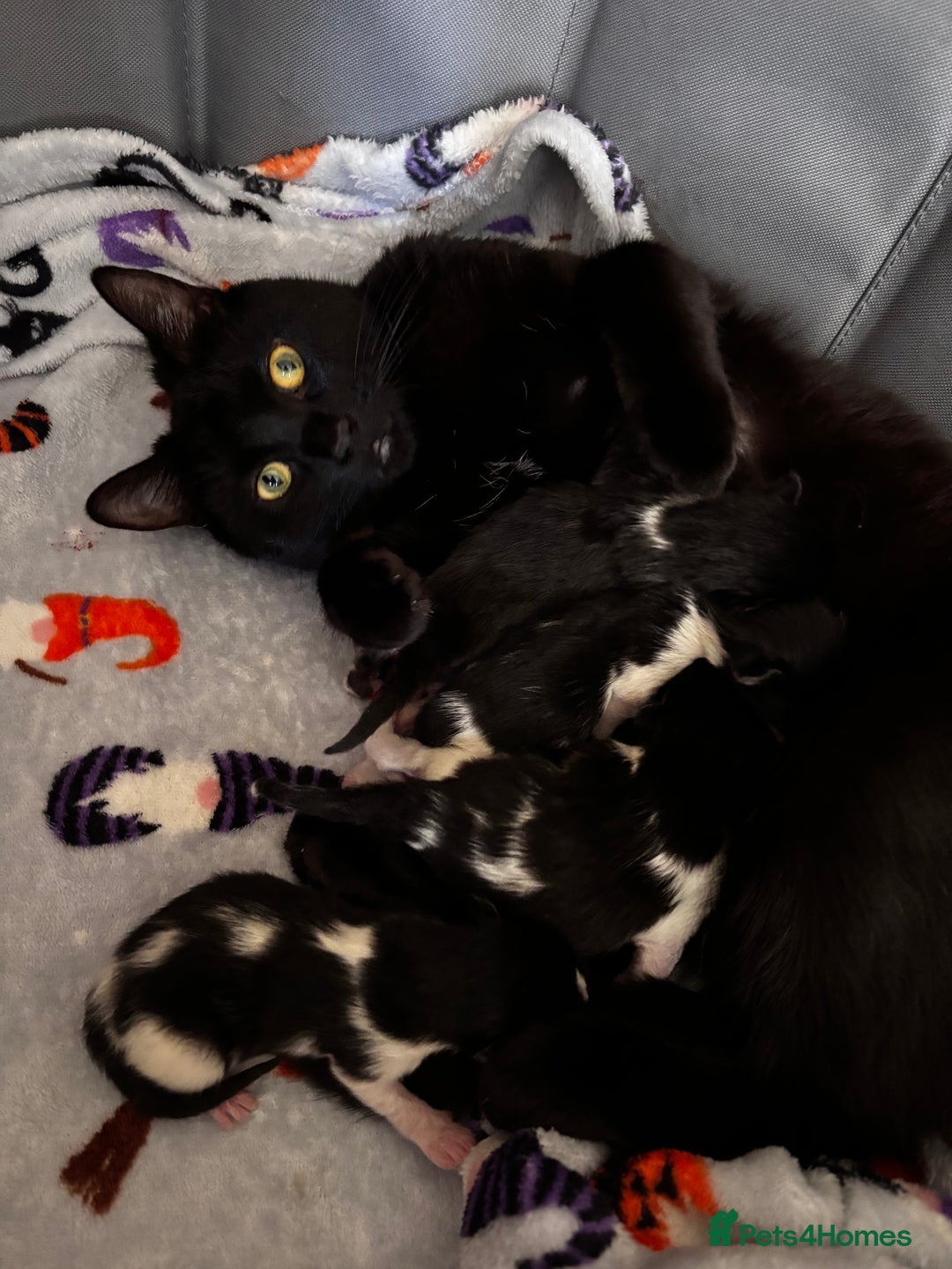 Mixed Breed cats for sale: Looking for forever homes - Image 7