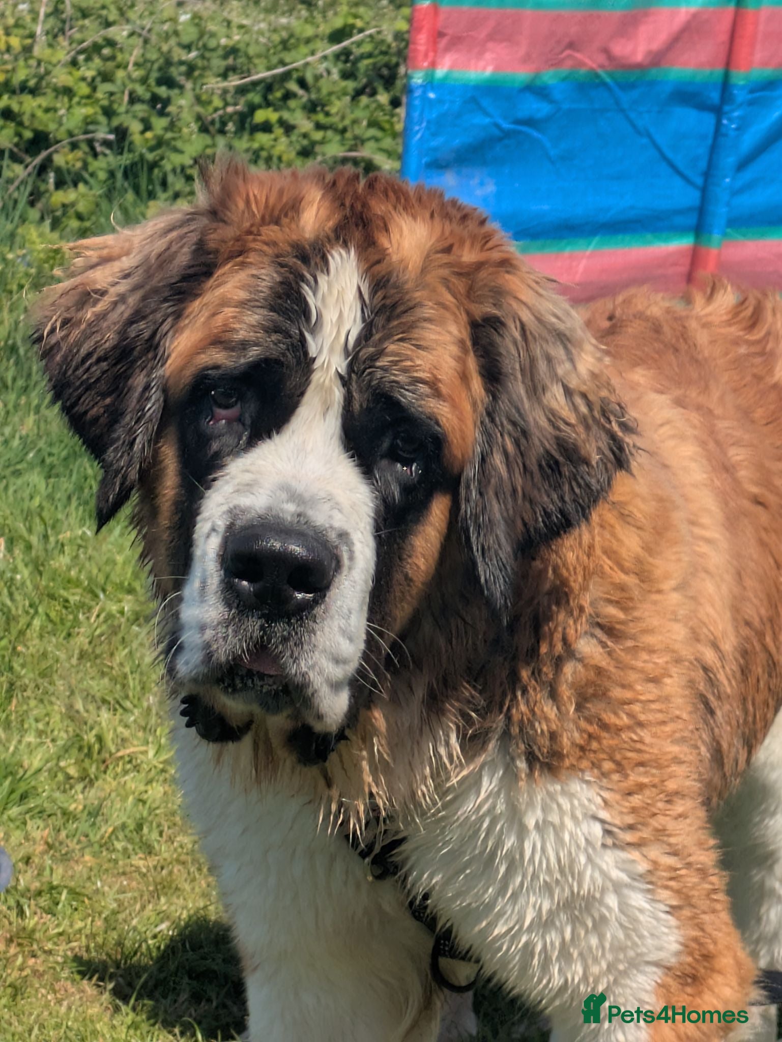 Saint Bernard dogs Saint Bernards KC registered, Hip and Elbow scored - Advert 1