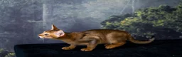 Abyssinian cats for sale: Caspian Boy - elegant, unique champion line🥇 - Advert 28